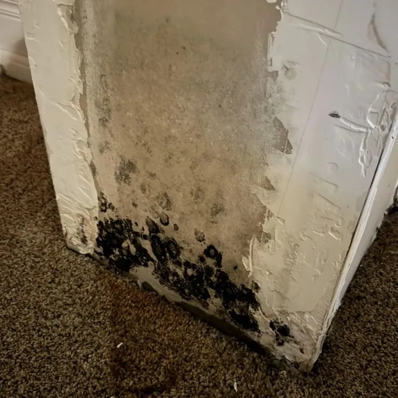 Professional Mold Removal in Wittenberg, WI